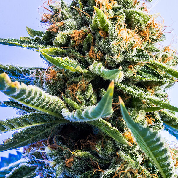 Medical-Cannabis-Therapeutic