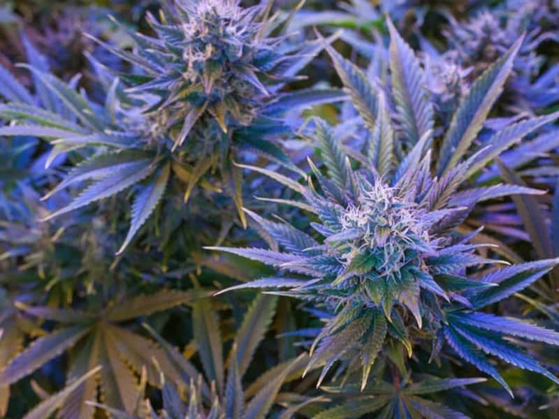 Cannabis-Kush-Strain-Flower-Bloom-Medicinals