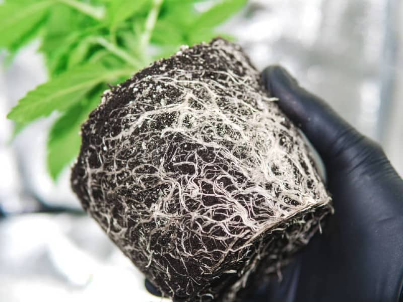 Cannabis-Roots-Bloom-Bloom-Medicinals