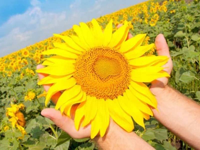 Sunflower-Lecithin-Benefits-and-Uses-Bloom-Medicinals