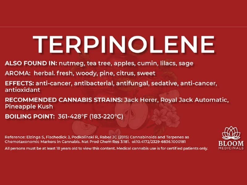 Terpinolene-Bloom-Medicinals