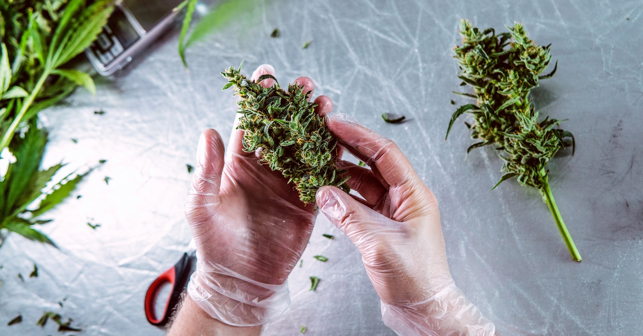 hands-inspecting-cannabis-quality