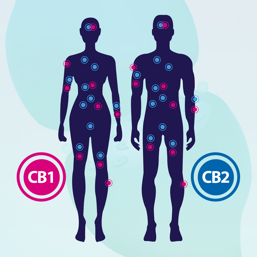 Cannabinoids-CB1-CB2-img