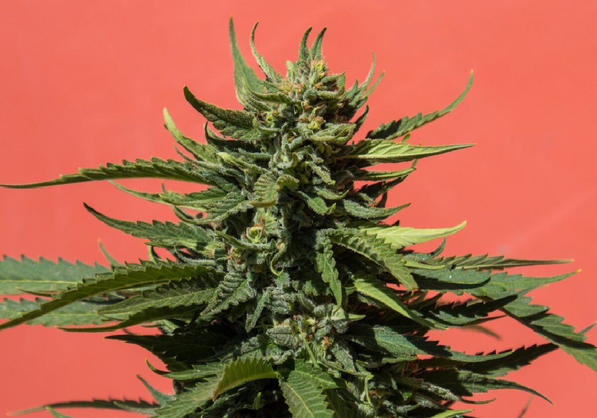 cannabis-red-bg-2