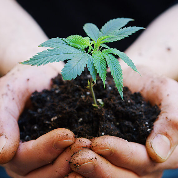 Close up of agronome hands keeping a sprout of biological and ecological hemp plants used for herbal pharmaceutical cbd oil outside the greenhouse.